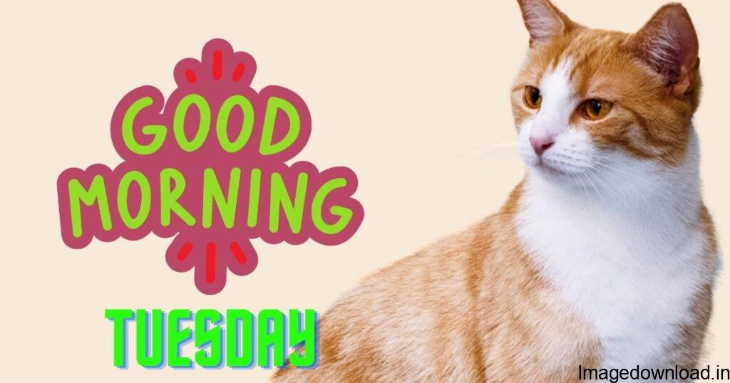 Today we are going to share CAT good morning tuesday images with you ... which you can easily download and share with your friends, relatives, and your loved ones .... Hope this CAT good morning tuesday images will give you would love it thanks.....