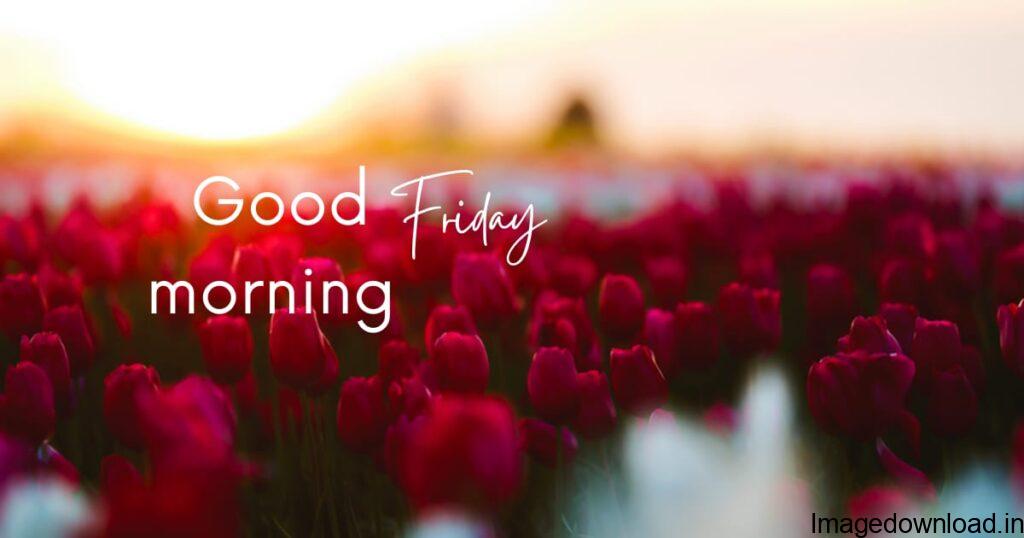 Good Morning Friday Images New, Image of Good Morning Friday Wishes, Good Morning Friday Wishes, Image of Good Morning Friday Images Funny, Good Morning Friday Images Funny, Image of Good Morning Friday Quotes, Good Morning Friday Quotes, Image of Good Morning Friday Images In Hindi, Good Morning Friday Images In Hindi, Image of Good Morning Friday Images and Quotes, Good Morning Friday Images and Quotes,