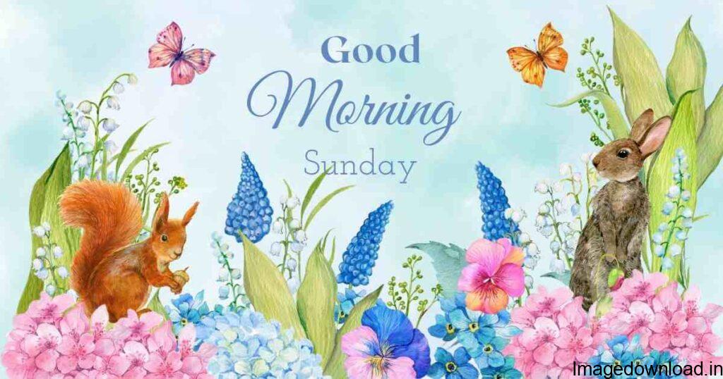 Sunday Good Morning Photo , Sunday Good Morning Wallpaper , Sunday Morning pics for Whatsaap ,Happy Sunday Quotes Pictures .