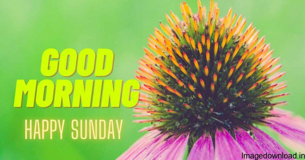 How do you wish for Sunday good morning? What to post on Sunday morning? What is a good morning motivational quote on Sunday? How do you say blessed Sunday? 