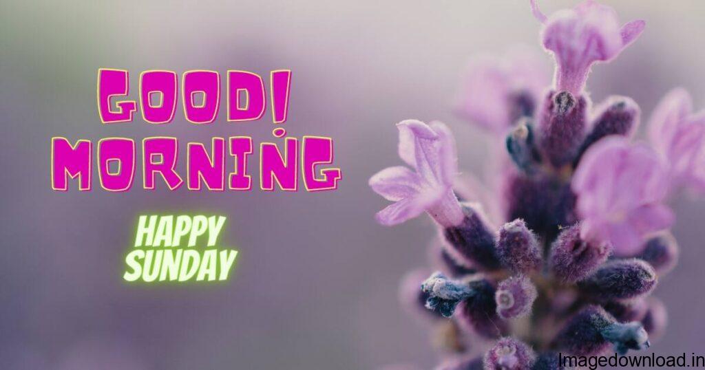  Happy Sunday Good Morning Wishes, Images, Quotes In Hindi: रविवार हफ्ते का आखिरी दिन होता है, ...