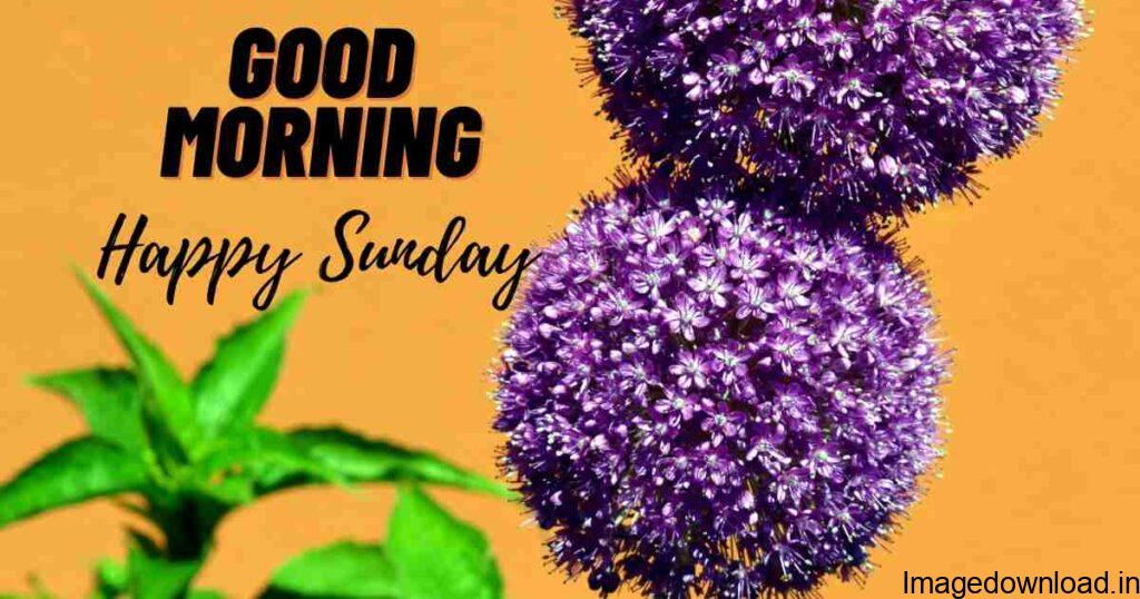 Image of Good Morning Happy Sunday Quotes Good Morning Happy Sunday Quotes Image of Sunday Good Morning Images in Hindi Sunday Good Morning Images in Hindi Image of Sunday Good Morning Quotes for Whatsapp Sunday Good Morning Quotes for Whatsapp 