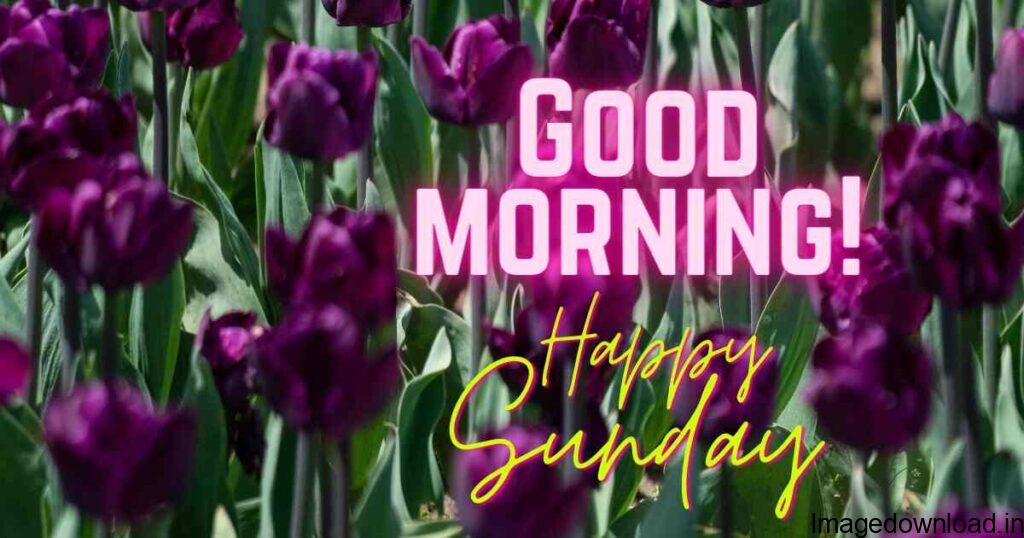 Good morning, Sunday, vector illustration. · Hello Sunday text with flower bouquet on wooden background · Happy Sunday text decoration with eucalyptus leaves on ...