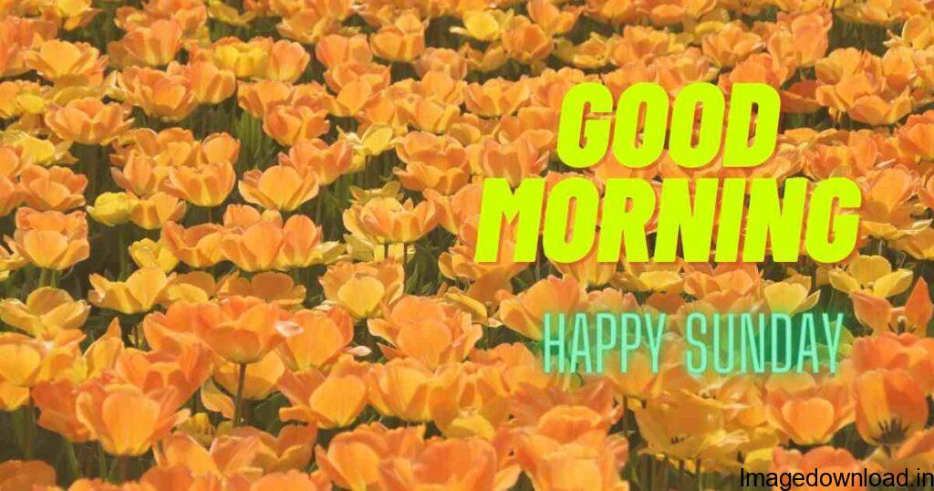 With Tenor, maker of GIF Keyboard, add popular Happy Sunday Morning animated GIFs to your conversations. ... good morning happy sunday images ...