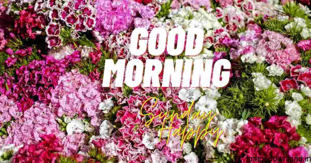 150+ Good Morning Happy Sunday Images happy sunday good morning images from Start your Sunday on a positive note with our collection of Good Morning Happy Sunday images. Share the love and positivity with your friends and family!