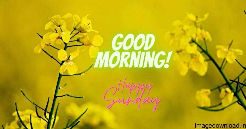 185+ Best Good Morning Sunday Images happy sunday good morning images from Sunday good morning blessing images for a beautiful day of love, peace, and the sweet presence ... Good Morning Happy Sunday Quotes Image Pic for Whatsapp.
