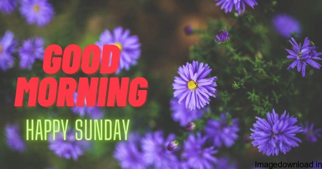 Here you can find the Best Good morning Sunday Images. If you like any photo then click on the picture to download it in full size. Sunday is the day that leads ...