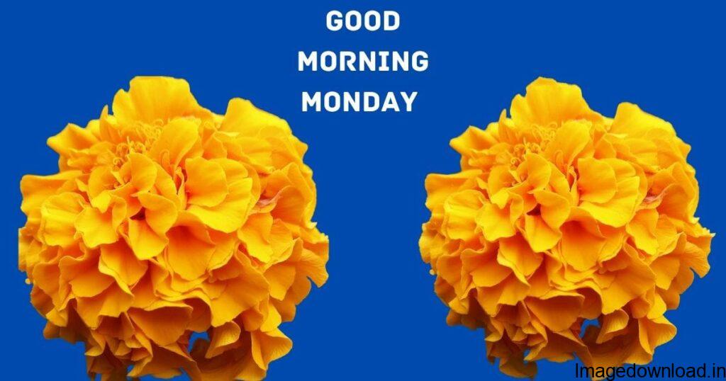 Beautiful Monday Morning Images Download. Good Morning Happy Monday Butterfly Images Download. Good Morning Blessed Monday Images Download.