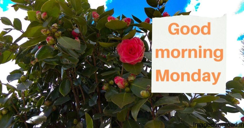 Top 30+ Best special good morning monday images for Whatsapp ... at the end of the day thank God for this wonderful day he reads granted.