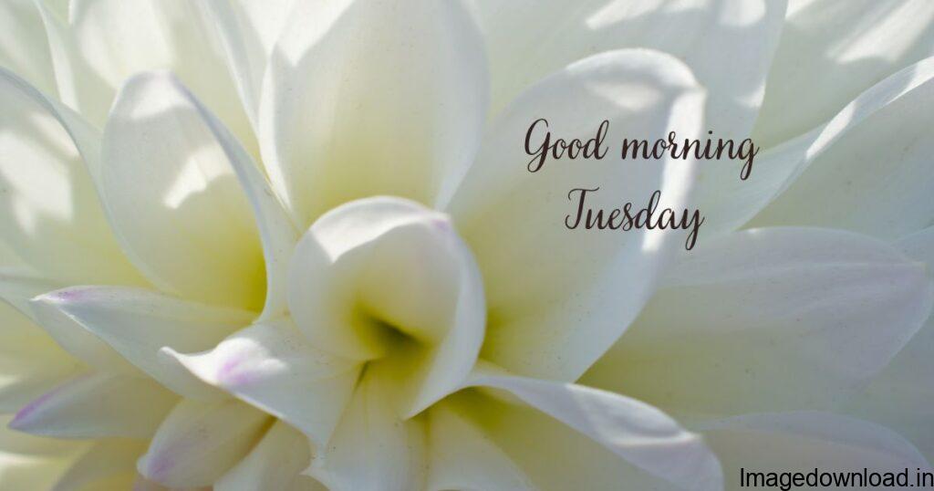 Happy Tuesday Wish in the Morning. Download Image. Good Morning!! Happy Tuesday. Good Morning!! Happy Tuesday. Download Image. It's A Beautiful Morning ... 