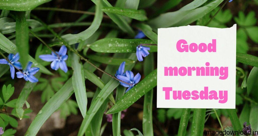 See more ideas about good morning tuesday, good morning, happy tuesday. ... Happy Saturday, Happy Day, Morning Blessings, Good Morning Images, Fun To Be ...