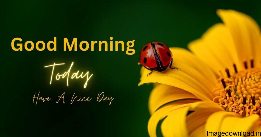 May your day goes as bright as the sun is today. Good morning to you. Copied. HD Good Morning. Good Morning Photo. Good Morning Image HD.