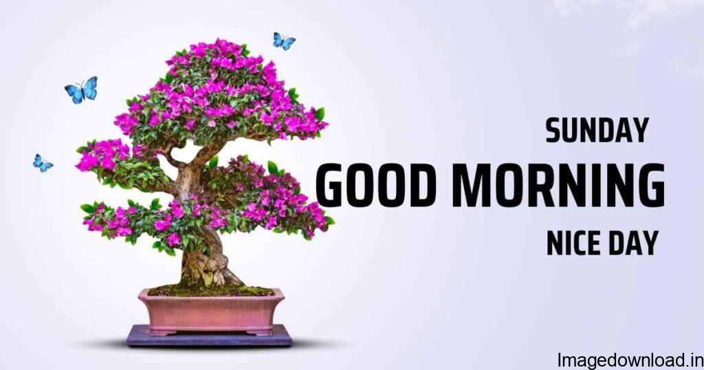 Good Morning! Hope everyone has a Happy Sunday. Download Image. Beautiful Rose Good Morning Happy Sunday. Download Image. Good Morning!