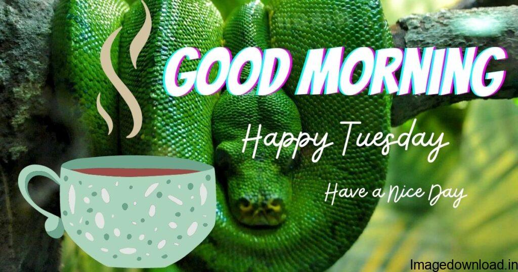 With Tenor, maker of GIF Keyboard, add popular Tuesday Good Morning animated GIFs to your conversations. ... happy tuesday good morning images.